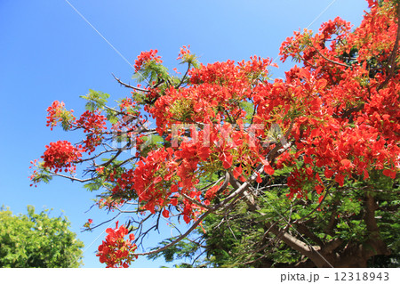 ホウオウボク ホウオウボク 12318943