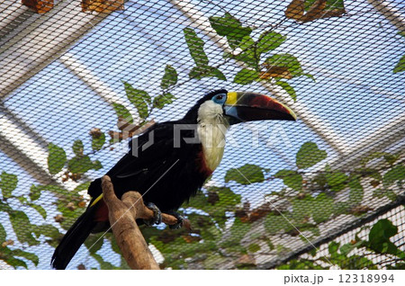 シロムネオオハシ 12318994