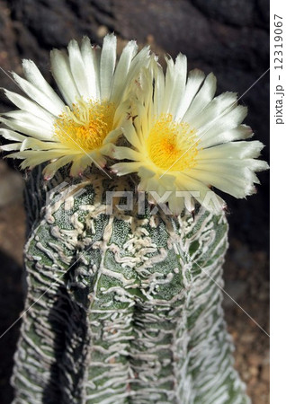 アストロフィツム属のサボテンの花 アストロフィツム属のサボテンの花 12319067