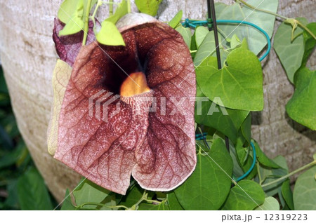 アリストロキア・ギガンテア アリストロキア・ギガンテア 12319223