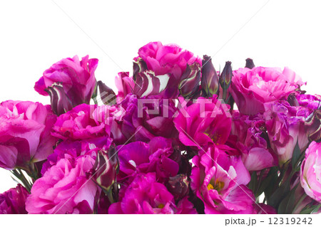 border of  mauve eustoma flowers 12319242