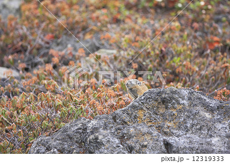 ナキウサギ 12319333