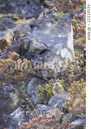 ナキウサギ 12319334