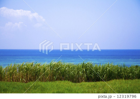 沖縄西表島の海4 12319796