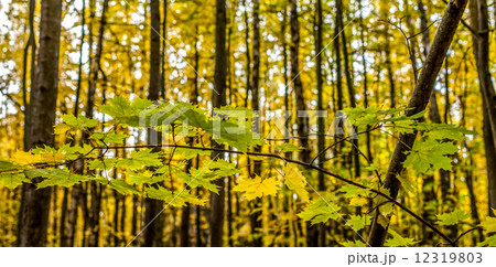 Forest in Autumn 12319803