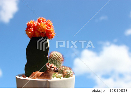 サボテン　緋牡丹 12319833