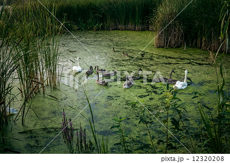 two white swans and cygnets on lake at evening 12320208
