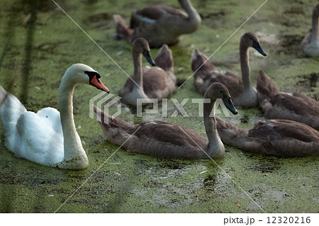 family of swans swimming on pond at evening 12320216