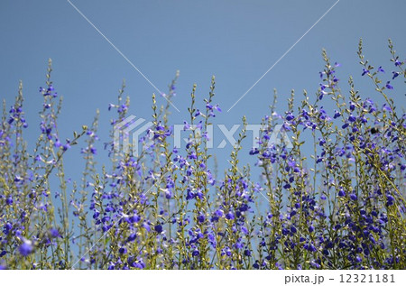 宿根草サルビア・アズレア 12321181