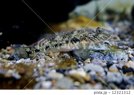 ゴクラクハゼ ゴクラクハゼ 12321312