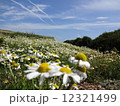 花畑とセブンシスターズ 12321499
