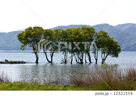 奥琵琶湖　湖上の樹（水鳥ステーション前） 12321559