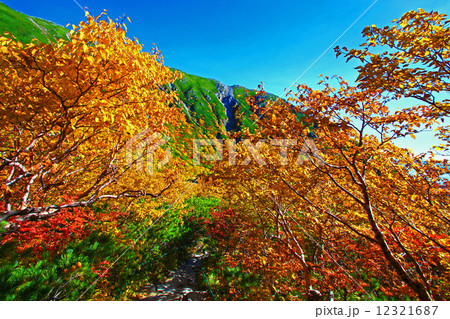 木曽駒ヶ岳 千畳敷カールの紅葉 木曽駒ヶ岳 千畳敷カールの紅葉 12321687