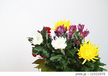仏花 12322070