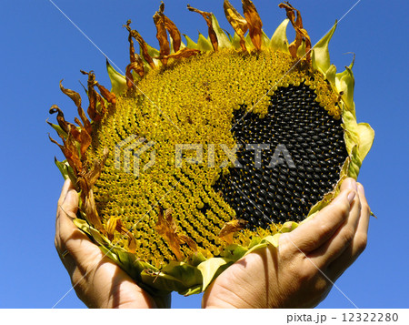 sunflower sunflower 12322280