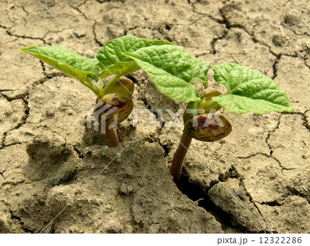 sprouts of kidney beans 12322286