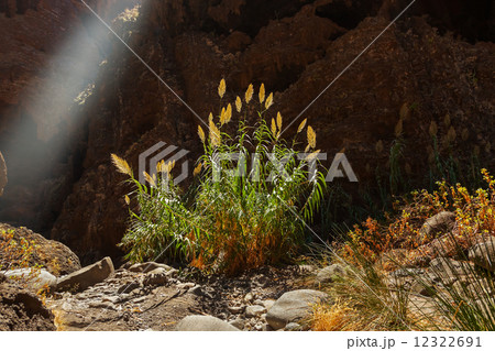 Famous canyon Masca at Tenerife - Canary Famous canyon Masca at Tenerife - Canary 12322691