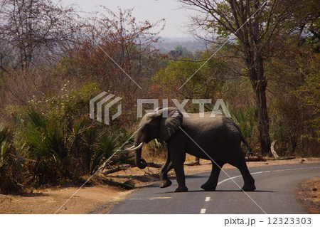 elephant crossing a road elephant crossing a road 12323303