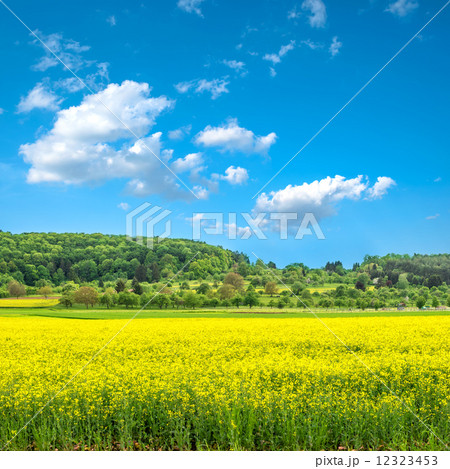 rapeseed field and cloudy blue sky rapeseed field and cloudy blue sky 12323453