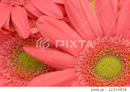 ガーベラ ガーベラ 12324856