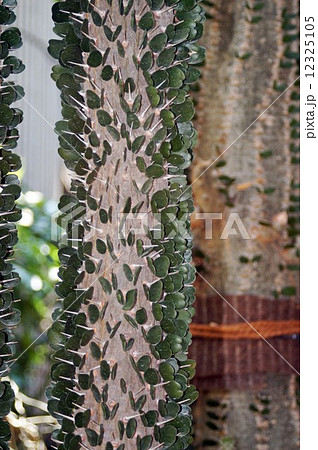 アルオウディア・アスケンデンス アルオウディア・アスケンデンス 12325105