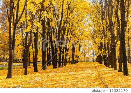 Autumn park Autumn park 12325170