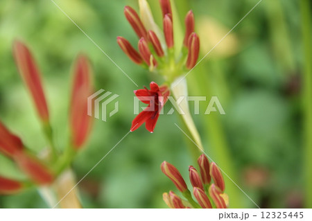彼岸花 12325445