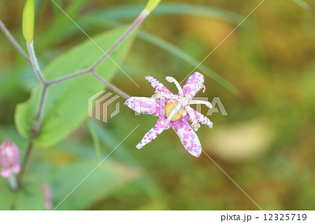 ホトトギスの花 ホトトギスの花 12325719