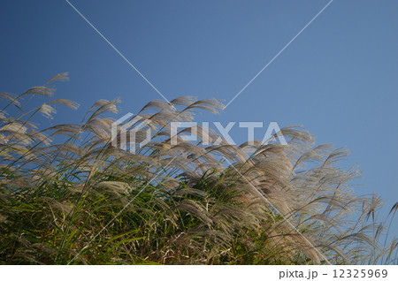 すすき すすき 12325969