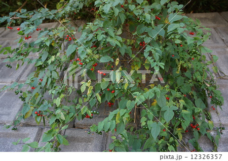 垂れ下がるヒヨドリジョウゴ 12326357