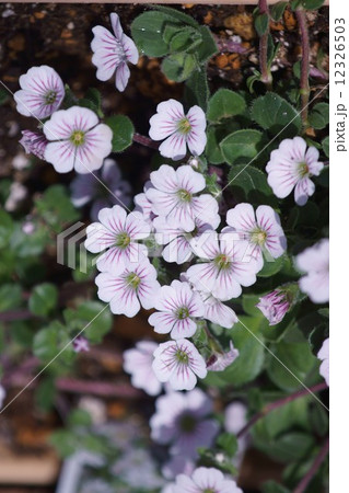 尾上マンテマ　カーペット霞草とも呼ばれています。 12326503