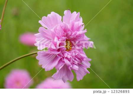 コスモス コスモス 12326893