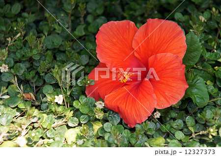 落ちたハイビスカス 12327373