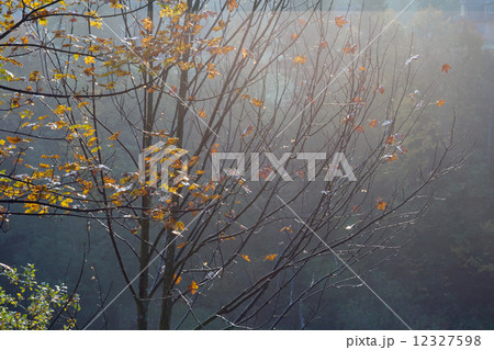 Autumn twig 12327598