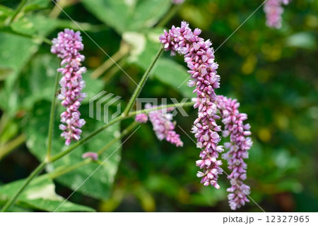 オオケタデ 12327965