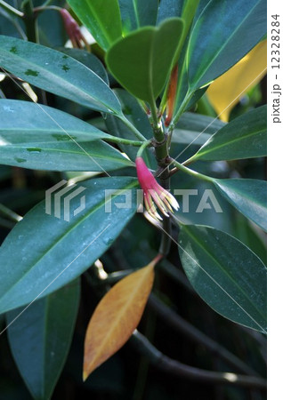 オヒルギ オヒルギ 12328284