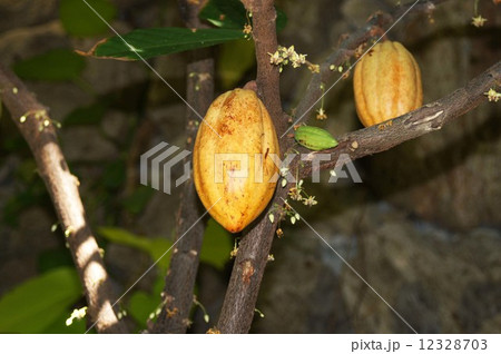 カカオノキ カカオノキ 12328703