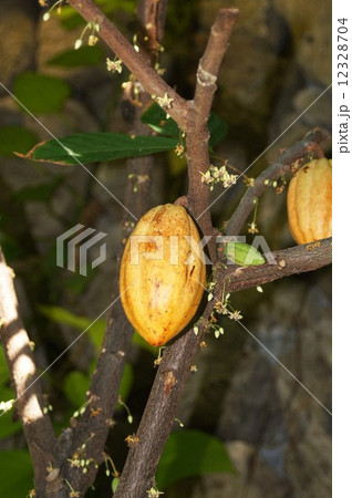 カカオノキ 12328704