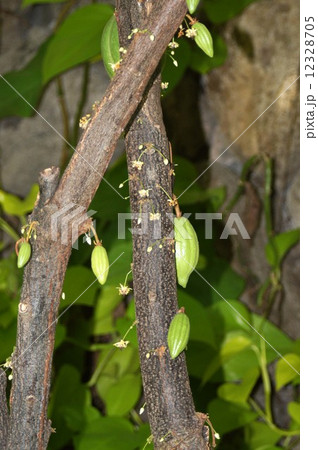 カカオノキ カカオノキ 12328705