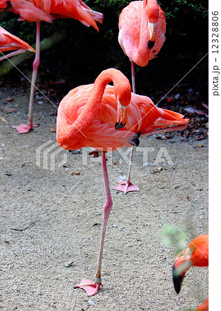 フラミンゴ 12328806