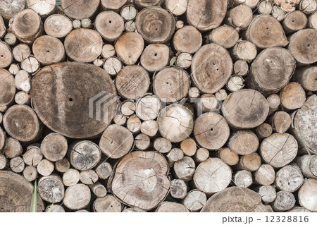 Wood texture background have many log that cut from big tree and 12328816