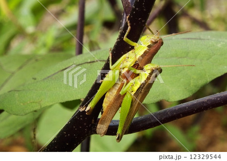 はねながいなご 12329544