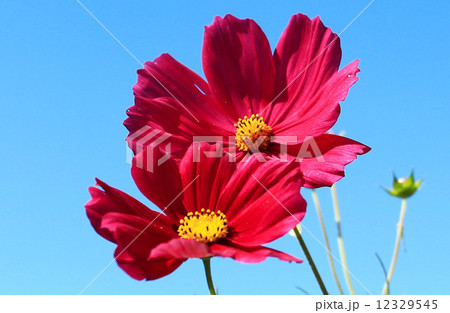 コスモスの花 12329545