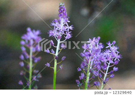 蔓穂 蔓穂 12329640