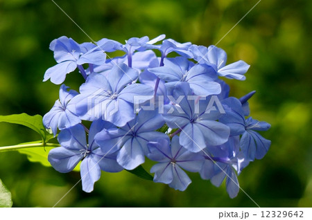 ルリマツリ 12329642