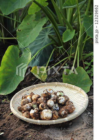 サトイモの収穫 サトイモの収穫 12329662