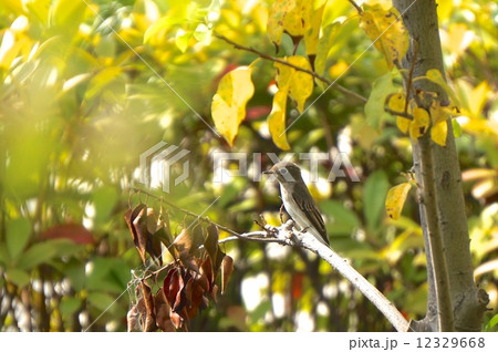 コサメビタキ 12329668