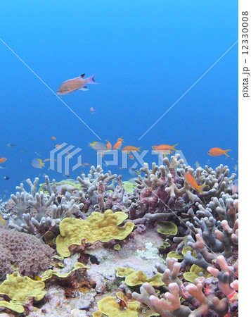 熱帯魚の乱舞 12330008