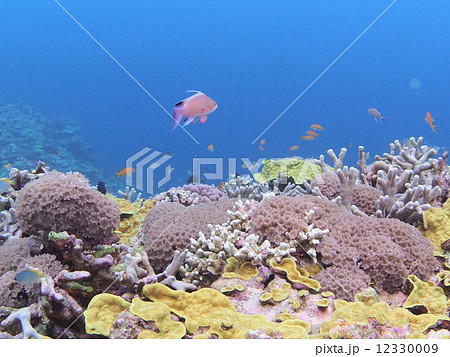 熱帯魚の乱舞 12330009