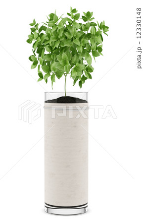 balm plant in pot isolated on white background 12330148